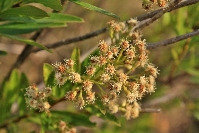 Baccharis ligustrina DC. Baccharis ligustrina DC.