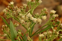 Baccharis ligustrina DC.