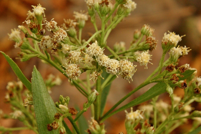 Baccharis ligustrina DC. Baccharis ligustrina DC.