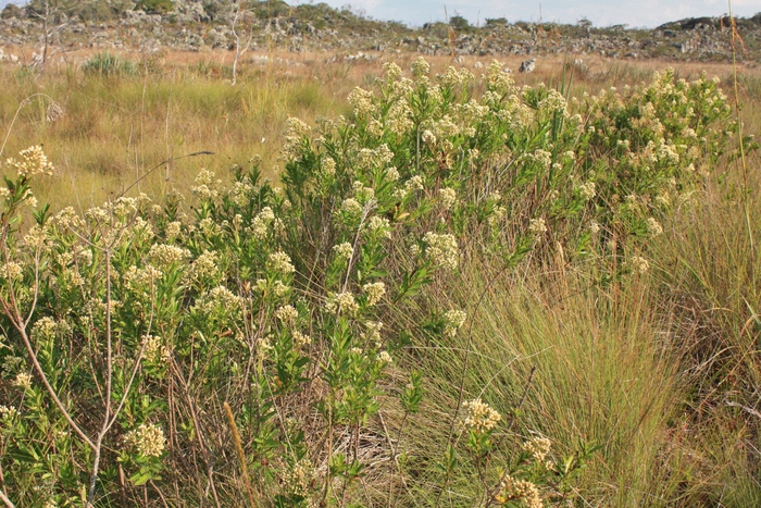 Baccharis ligustrina DC. Baccharis ligustrina DC.