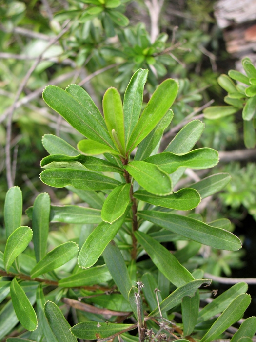 Baccharis myricifolia DC. Baccharis myricifolia DC.