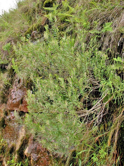 Baccharis myricifolia DC. Baccharis myricifolia DC.