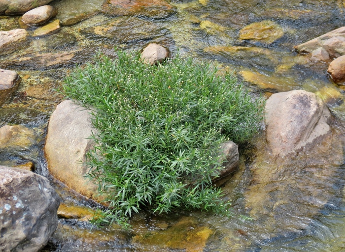 Baccharis myricifolia DC. Baccharis myricifolia DC.