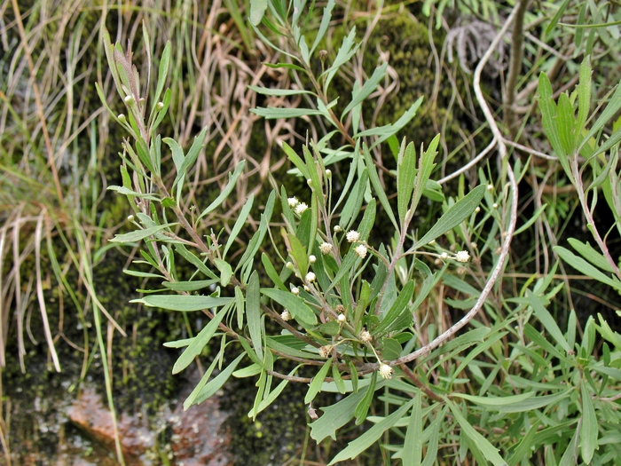 Baccharis myricifolia DC. Baccharis myricifolia DC.