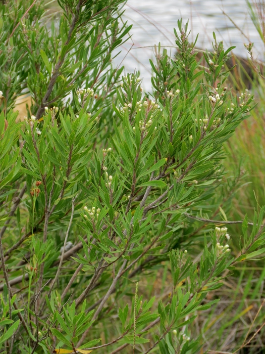 Baccharis myricifolia DC. Baccharis myricifolia DC.