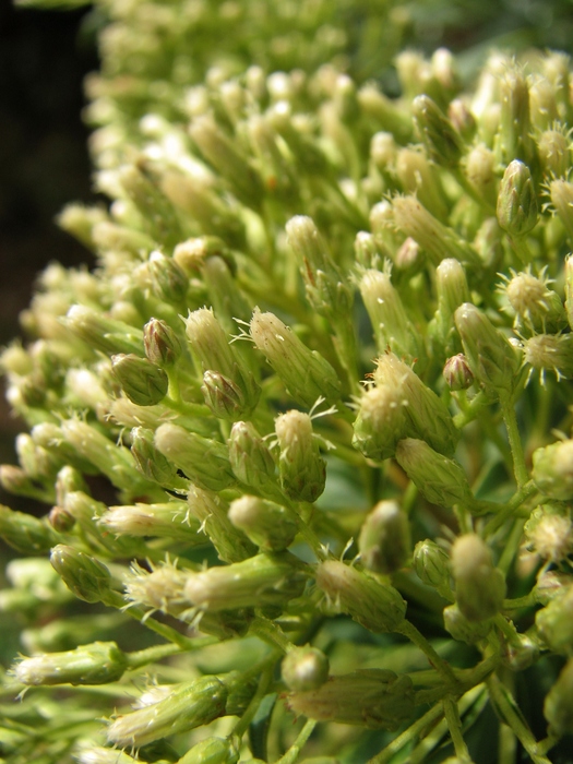 Baccharis grandimucronata Malag. Baccharis grandimucronata Malag.