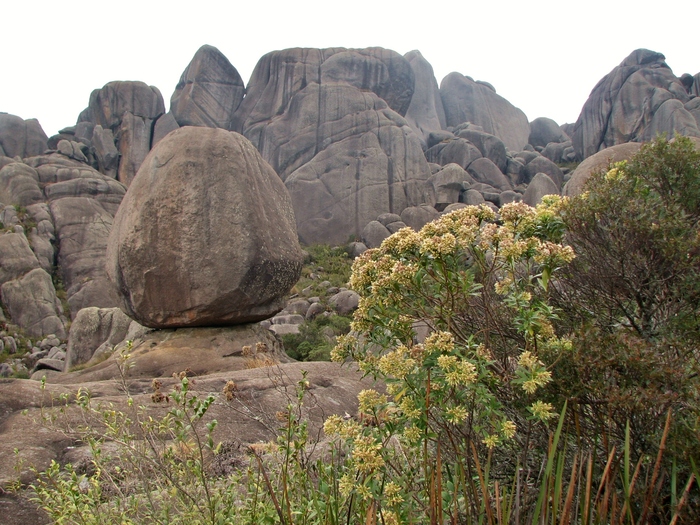 Baccharis grandimucronata Malag.