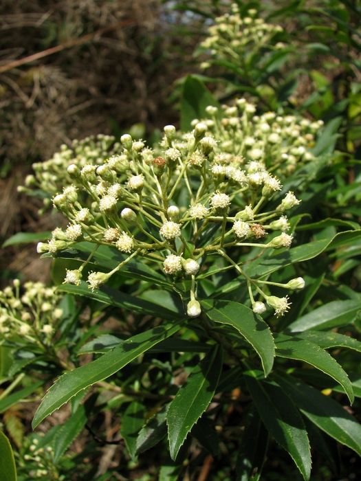 Baccharis grandimucronata Malag. Baccharis grandimucronata Malag.