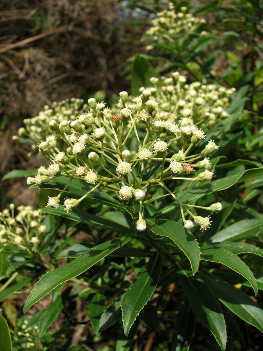 Baccharis grandimucronata Malag.