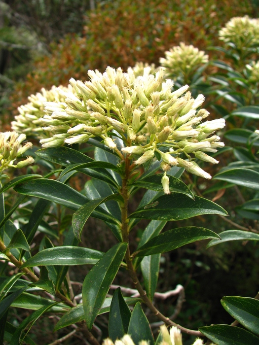 Baccharis grandimucronata Malag. Baccharis grandimucronata Malag.