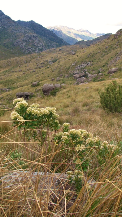 Baccharis grandimucronata Malag. Baccharis grandimucronata Malag.