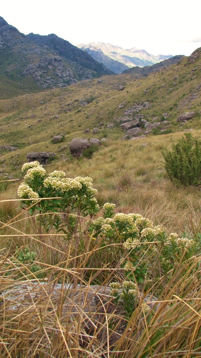 Baccharis grandimucronata Malag.