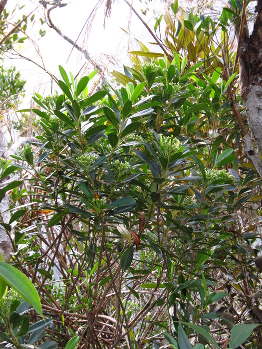 Baccharis friburgensis G.Heiden, Baumgratz & R.Esteves