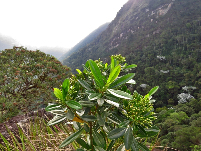 Baccharis friburgensis G.Heiden, Baumgratz & R.Esteves