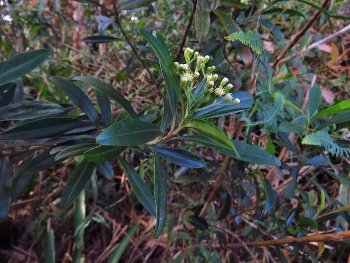 Baccharis friburgensis G.Heiden, Baumgratz & R.Esteves