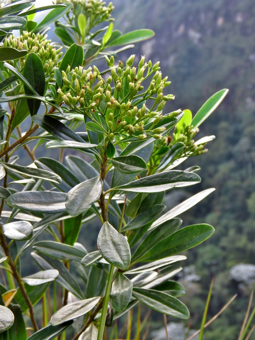 Baccharis friburgensis G.Heiden, Baumgratz & R.Esteves