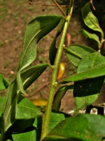 Baccharis rufidula (Spreng.) Joch.Müll.
