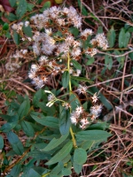 Baccharis rufidula (Spreng.) Joch.Müll.