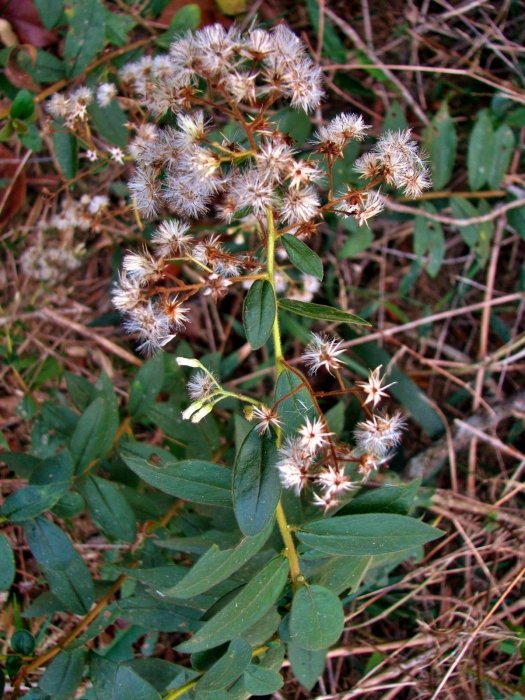 Baccharis rufidula (Spreng.) Joch.Müll. Baccharis rufidula (Spreng.) Joch.Müll.