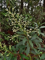 Baccharis rufidula (Spreng.) Joch.Müll.