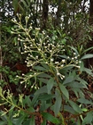 Baccharis rufidula (Spreng.) Joch.Müll.