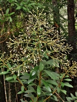 Baccharis rufidula (Spreng.) Joch.Müll.