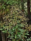Baccharis rufidula (Spreng.) Joch.Müll.