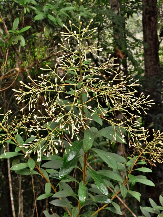 Baccharis rufidula (Spreng.) Joch.Müll. Baccharis rufidula (Spreng.) Joch.Müll.