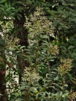 Baccharis rufidula (Spreng.) Joch.Müll.
