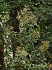 Baccharis rufidula (Spreng.) Joch.Müll.