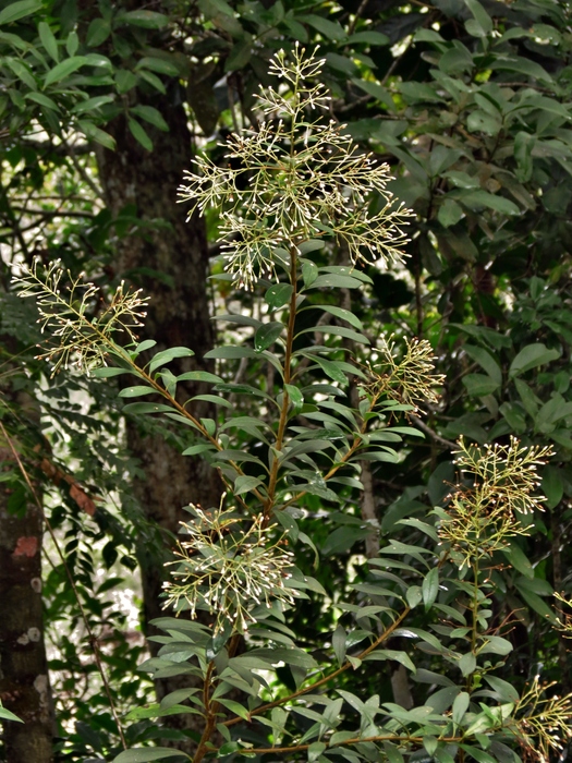 Baccharis rufidula (Spreng.) Joch.Müll. Baccharis rufidula (Spreng.) Joch.Müll.