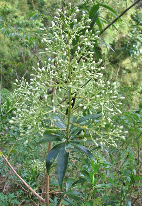 Baccharis oblongifolia (Ruiz & Pav.) Pers. Baccharis oblongifolia (Ruiz & Pav.) Pers.