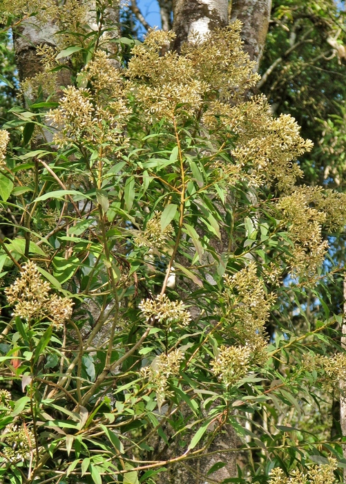 Baccharis oblongifolia (Ruiz & Pav.) Pers. Baccharis oblongifolia (Ruiz & Pav.) Pers.