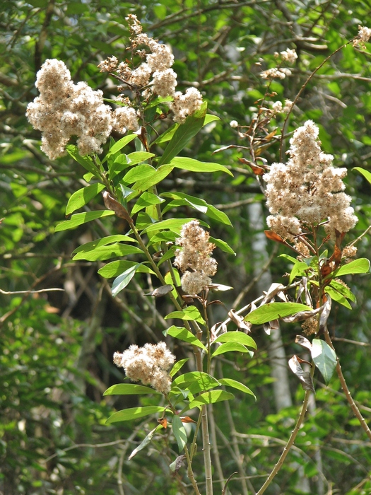 Baccharis oblongifolia (Ruiz & Pav.) Pers. Baccharis oblongifolia (Ruiz & Pav.) Pers.