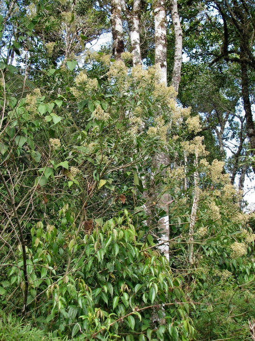 Baccharis oblongifolia (Ruiz & Pav.) Pers.