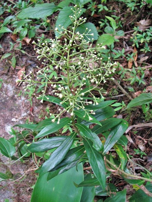 Baccharis oblongifolia (Ruiz & Pav.) Pers. Baccharis oblongifolia (Ruiz & Pav.) Pers.