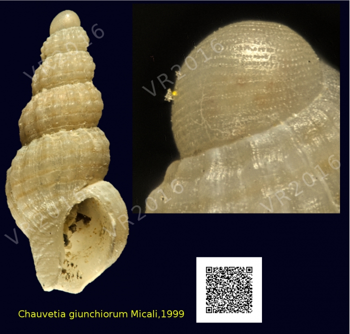 Chauvetia giunchiorum Micali, 1999 Chauvetia giunchiorum Micali, 1999