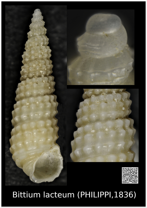 Bittium lacteum Bittium lacteum