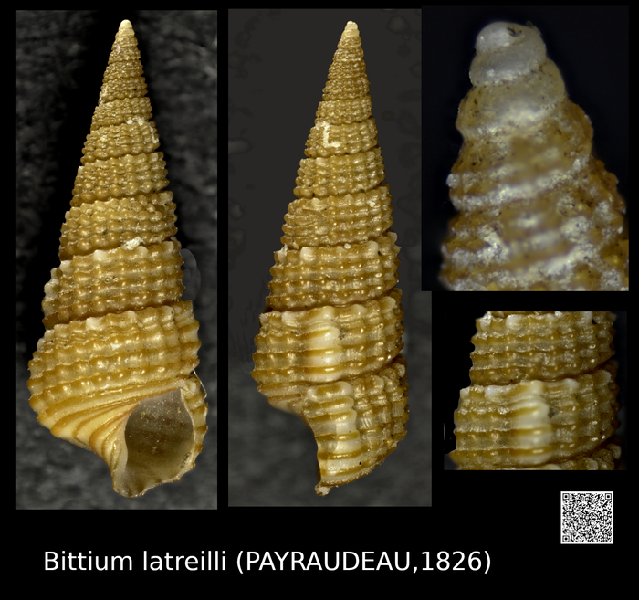 Bittium latreillii Bittium latreillii