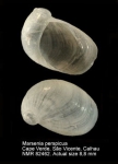 Velutinidae