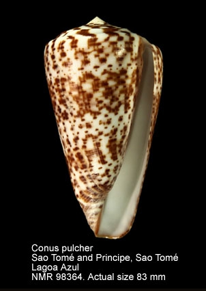 Conus pulcher