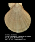 Chlamys chosenica