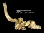 Petaloconchus tokyoensis