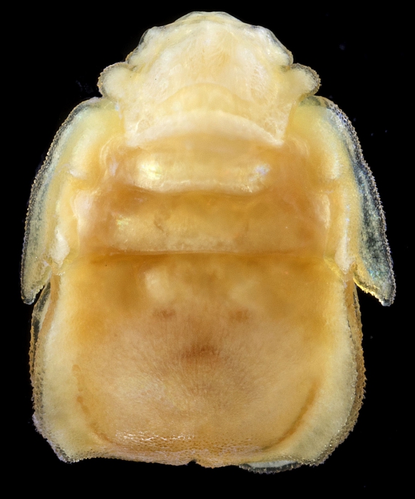 Aethon bicamera adult female