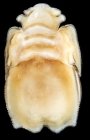 Aethon morelandi adult female