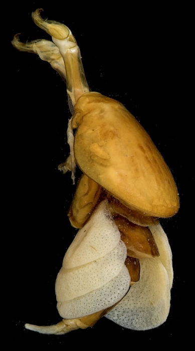 Anthosoma crassum adult female Anthosoma crassum adult female