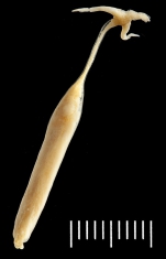 Sarcotretes longirostris female