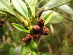 Baccharis malmei Joch.Müll.