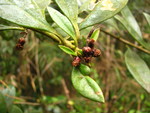 Baccharis malmei Joch.Müll.