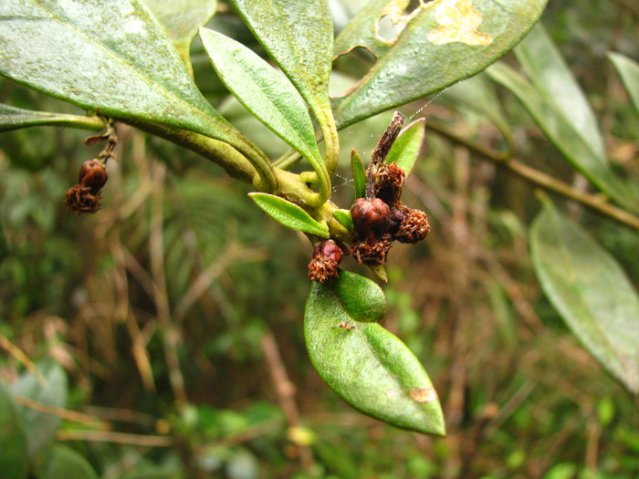 Baccharis malmei Joch.Müll. Baccharis malmei Joch.Müll.